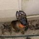 Belgian Malinois puppies