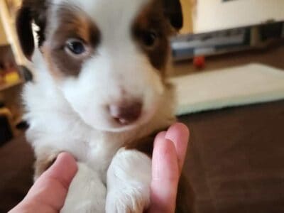 Mini Australian Shepherd Mr. Red