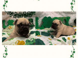 Rose — French Bulldog