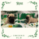 Rose — French Bulldog
