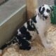 Mia, Great Dane