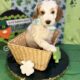Mini Tri-Color Parti Poodle Puppies 15-20 lbs