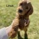 Standard Goldendoodle Puppies