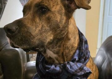 Great dog “Earl” in need of big home and yard