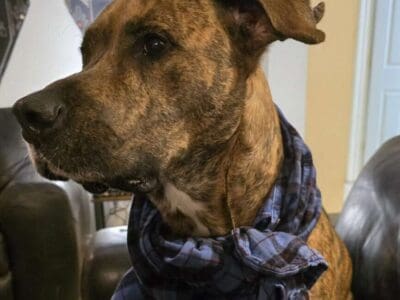 Great dog “Earl” in need of big home and yard