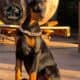 Doberman Pinscher puppies for sale!