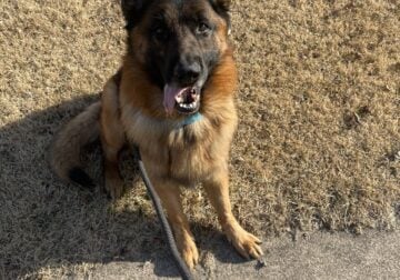 6 year old well trained purebred German Shepard