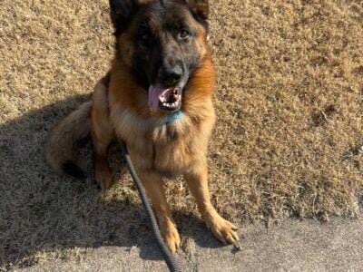 6 year old well trained purebred German Shepard