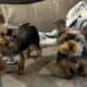 CKC Teacup Yorkie puppies