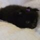 Candie CKC Registered Female
