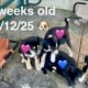 2 Border Collies