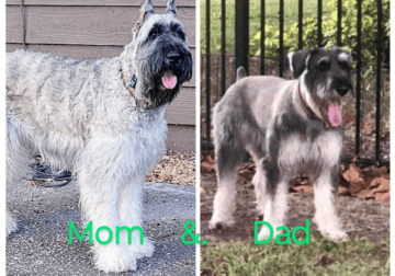 River-Giant Schnauzer-Salt & Pepper