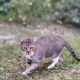 Elisha: Cat for Adoption