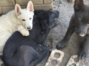 Ashe Black Bicolor male German Shepherd puppy