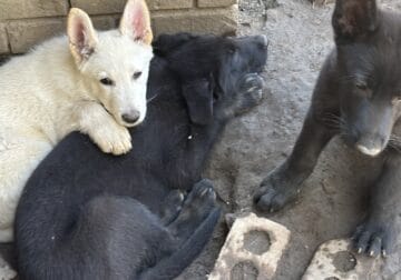 Ashe Black Bicolor male German Shepherd puppy