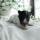 Sheltie puppies