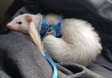 Ferret