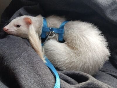 Ferret