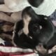 Rattie pups need forever home