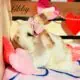Holland lop x mini plush lop bunnies