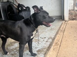 Meet Dakota – A Loyal and Playful Companion!
