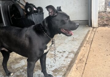 Meet Dakota – A Loyal and Playful Companion!