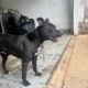 Meet Dakota – A Loyal and Playful Companion!