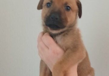 German Shepherd puppies