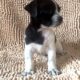 Bentley – Adorable ShiChi Male Puppy