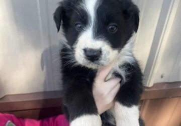 Australian shepherd male 2