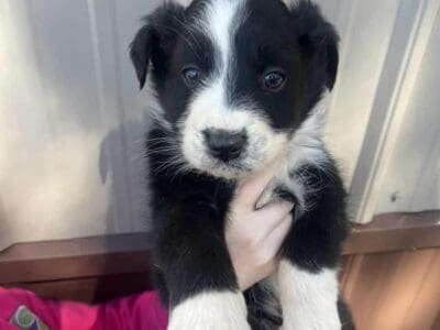 Australian shepherd male 2