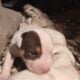 American Bully XL mix