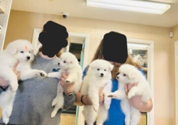 American eskimo