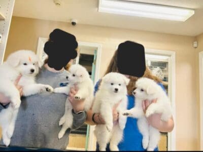 American eskimo