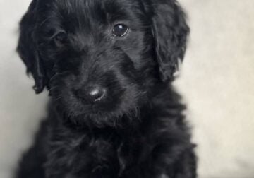 Double doodle babies, service dog prospects