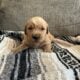 Akc Golden Retriever puppies