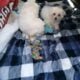 Male and Female Maltese