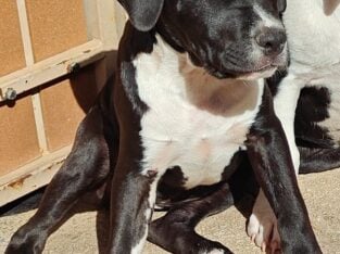 Dogo Argentino/ American Staffordshire puppies