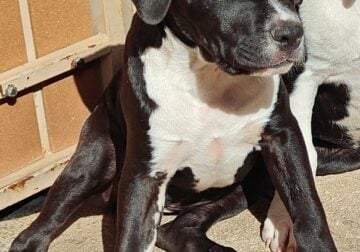 Dogo Argentino/ American Staffordshire puppies