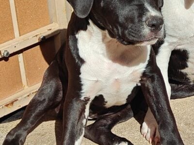 Dogo Argentino/ American Staffordshire puppies
