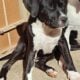 Dogo Argentino/ American Staffordshire puppies