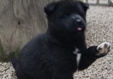 AKC Akita Pups