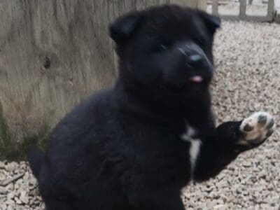 AKC Akita Pups