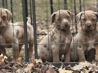 NALC Catahoulas