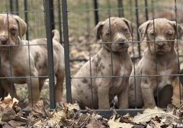 NALC Catahoulas