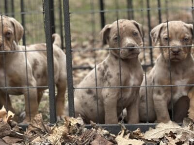 NALC Catahoulas
