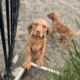 Cheszsla Puppies [Chessie X Vizsla]