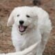 Goldendoodles