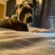 American Staffordshire terrier