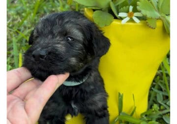 Bentley-Giant Schnauzer-Salt & Pepper